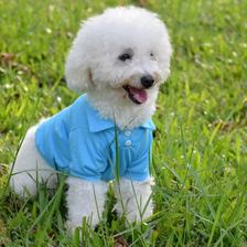 Everyday polo shirt