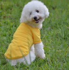 Everyday polo shirt
