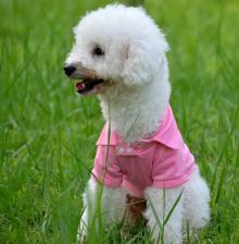 Everyday polo shirt