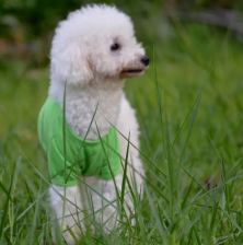 Everyday polo shirt