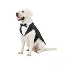 Bow-tie tuxedo