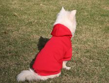 Plain hooded sweatshirt