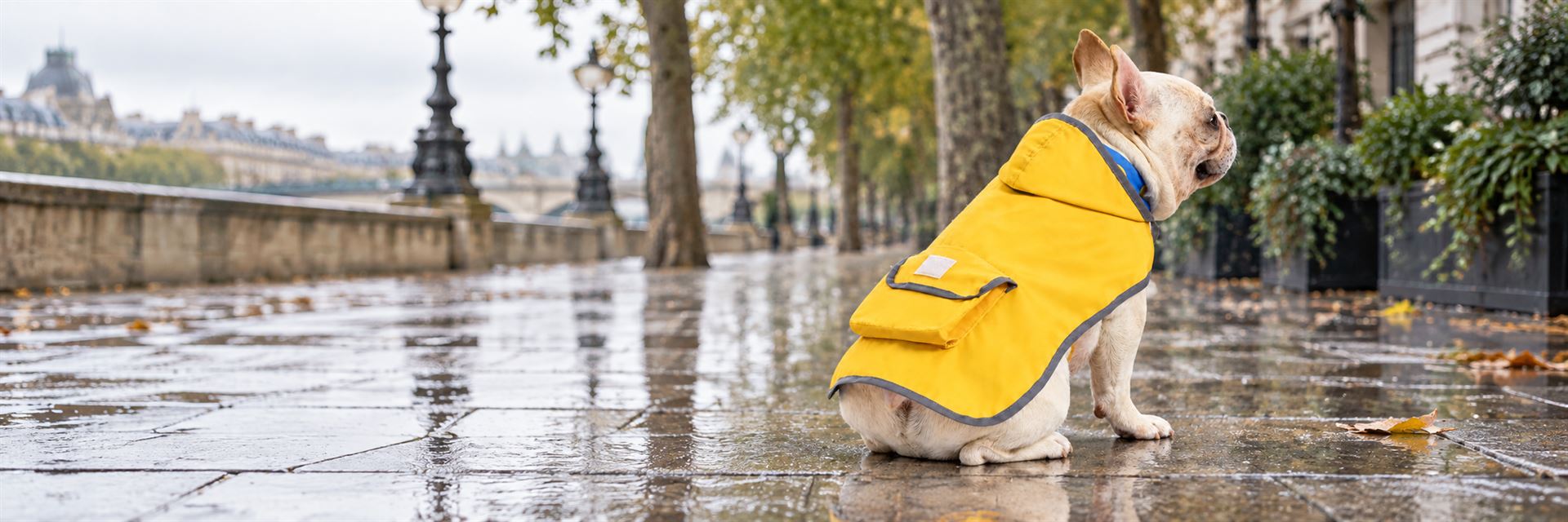 Cream French bulldog in a yellow raincoat on a wet city walkway